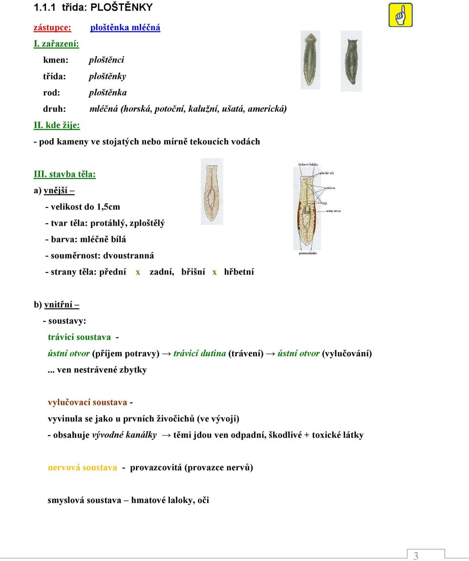 stavba těla: a) vnější - velikost do 1,5cm - tvar těla: protáhlý, zploštělý - barva: mléčně bílá - souměrnost: dvoustranná - strany těla: přední x zadní, břišní x hřbetní b) vnitřní - soustavy: