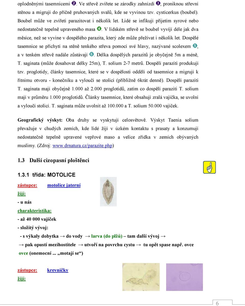 V lidském střevě se boubel vyvíjí déle jak dva měsíce, než se vyvine v dospělého parazita, který zde může přežívat i několik let.