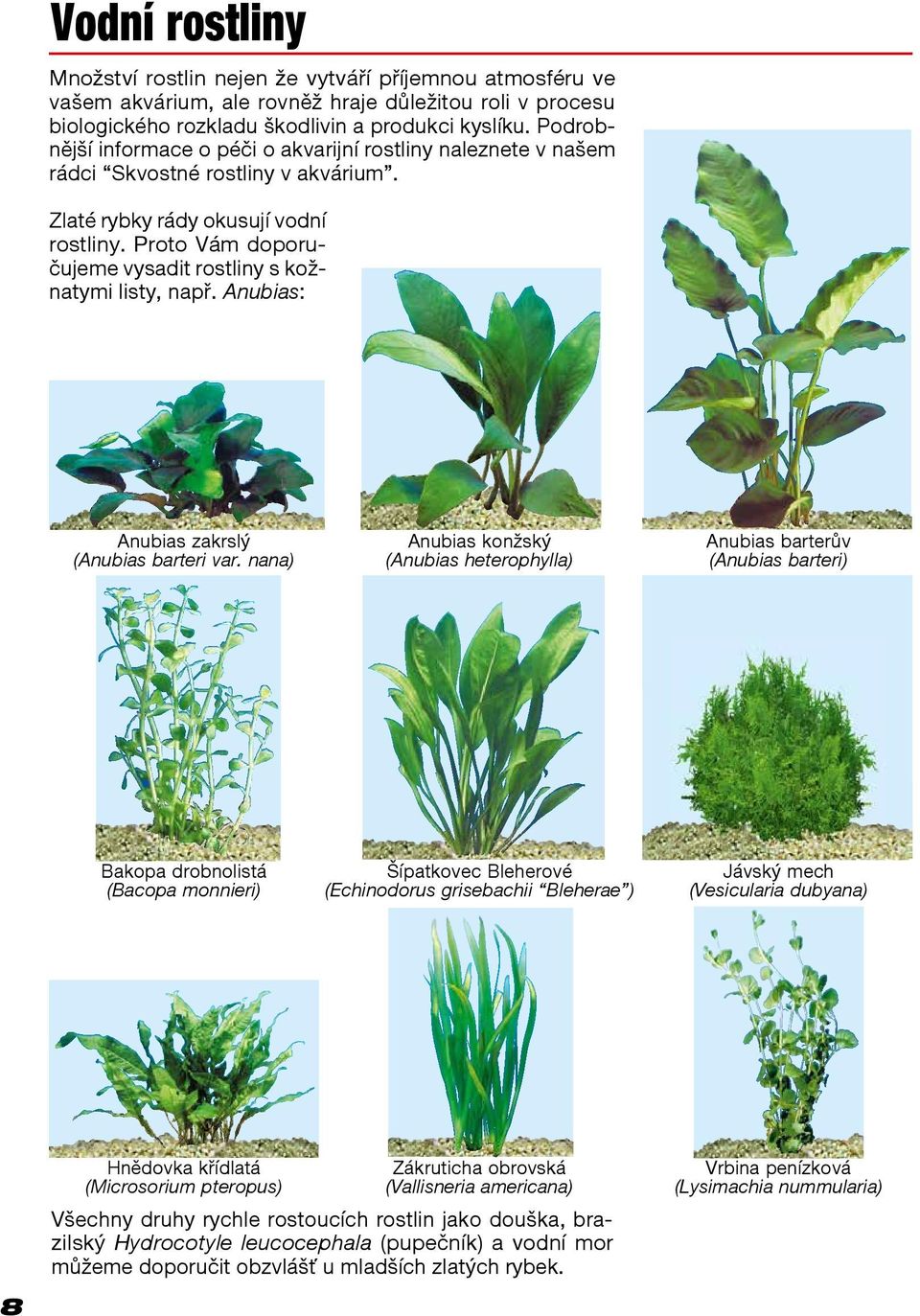 Proto Vám doporučujeme vysadit rostliny s kožnatymi listy, např. Anubias: Anubias zakrslý Anubias konžský Anubias barterův (Anubias barteri var.
