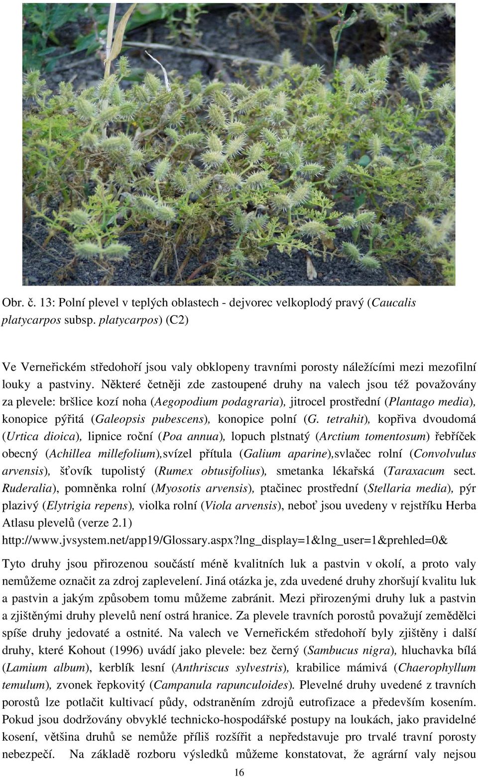 Některé četněji zde zastoupené druhy na valech jsou též považovány za plevele: bršlice kozí noha (Aegopodium podagraria), jitrocel prostřední (Plantago media), konopice pýřitá (Galeopsis pubescens),