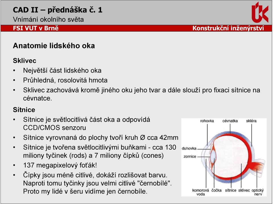 Sítnice Sítnice je světlocitlivá část oka a odpovídá CCD/CMOS senzoru Sítnice vyrovnaná do plochy tvoří kruh Ø cca 42mm Sítnice je tvořena