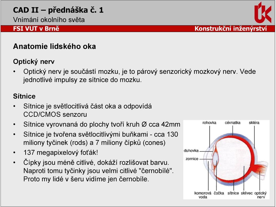 Sítnice Sítnice je světlocitlivá část oka a odpovídá CCD/CMOS senzoru Sítnice vyrovnaná do plochy tvoří kruh Ø cca 42mm Sítnice je