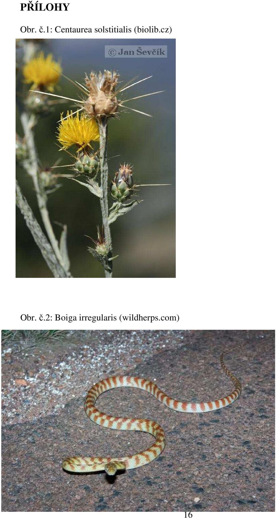 solstitialis (biolib.