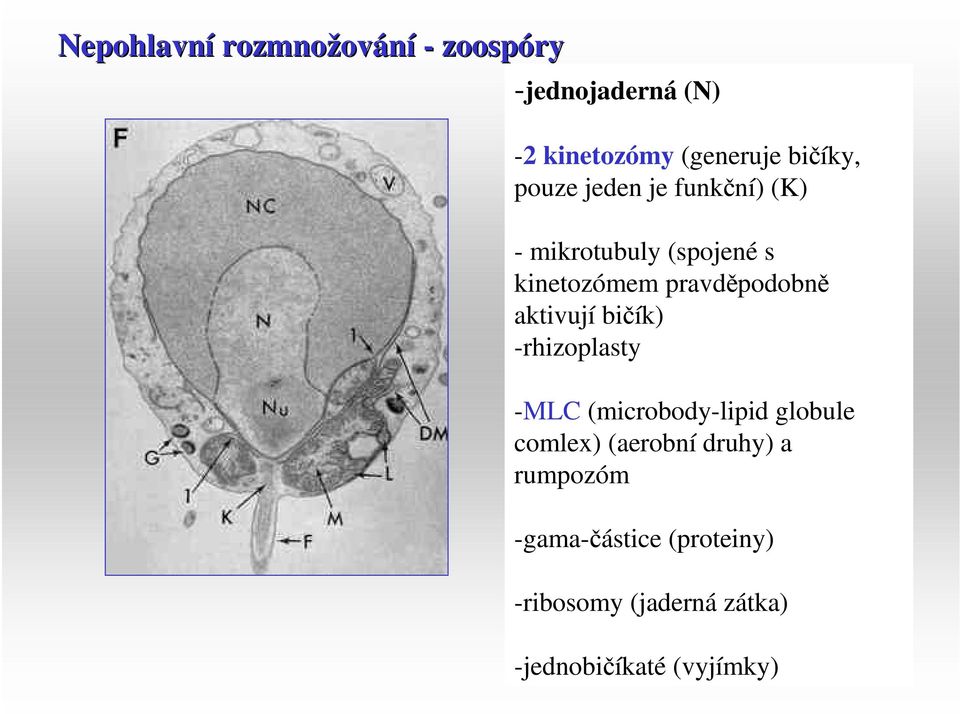 pravděpodobně aktivují bičík) -rhizoplasty -MLC (microbody-lipid globule comlex)