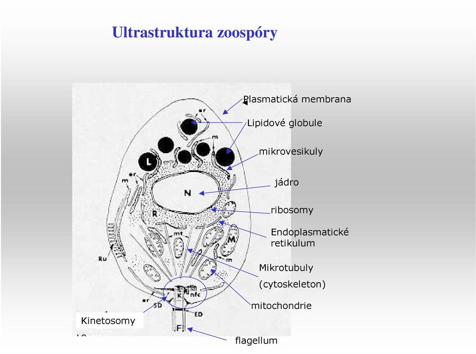 ribosomy Endoplasmatické retikulum