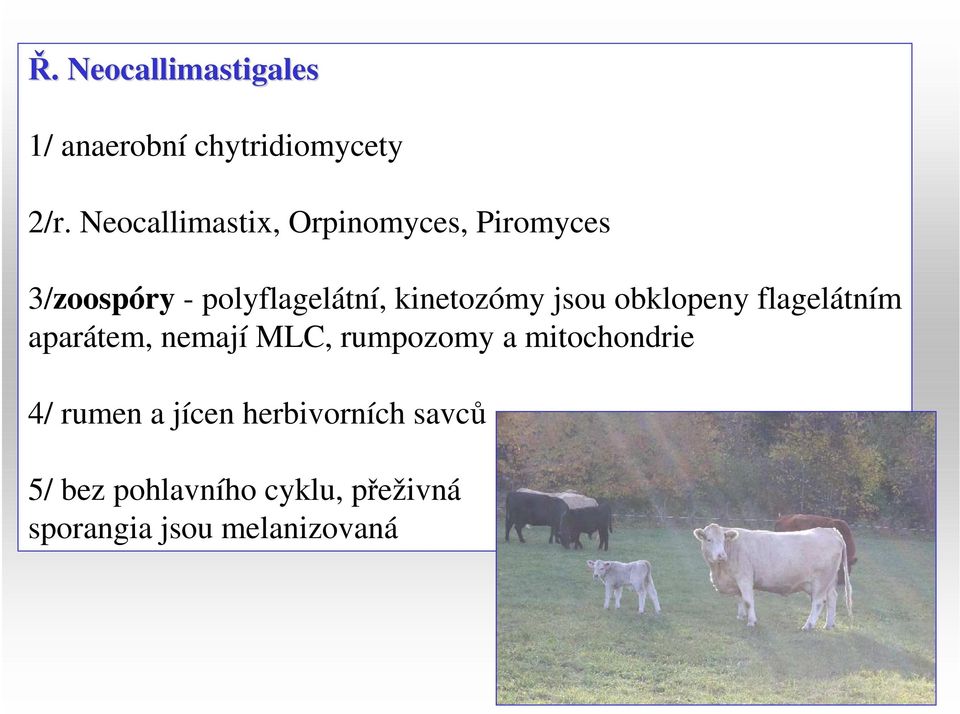 kinetozómy jsou obklopeny flagelátním aparátem, nemají MLC, rumpozomy a