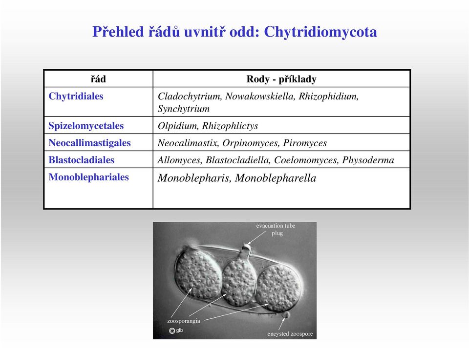 Nowakowskiella, Rhizophidium, Synchytrium Olpidium, Rhizophlictys Neocalimastix,