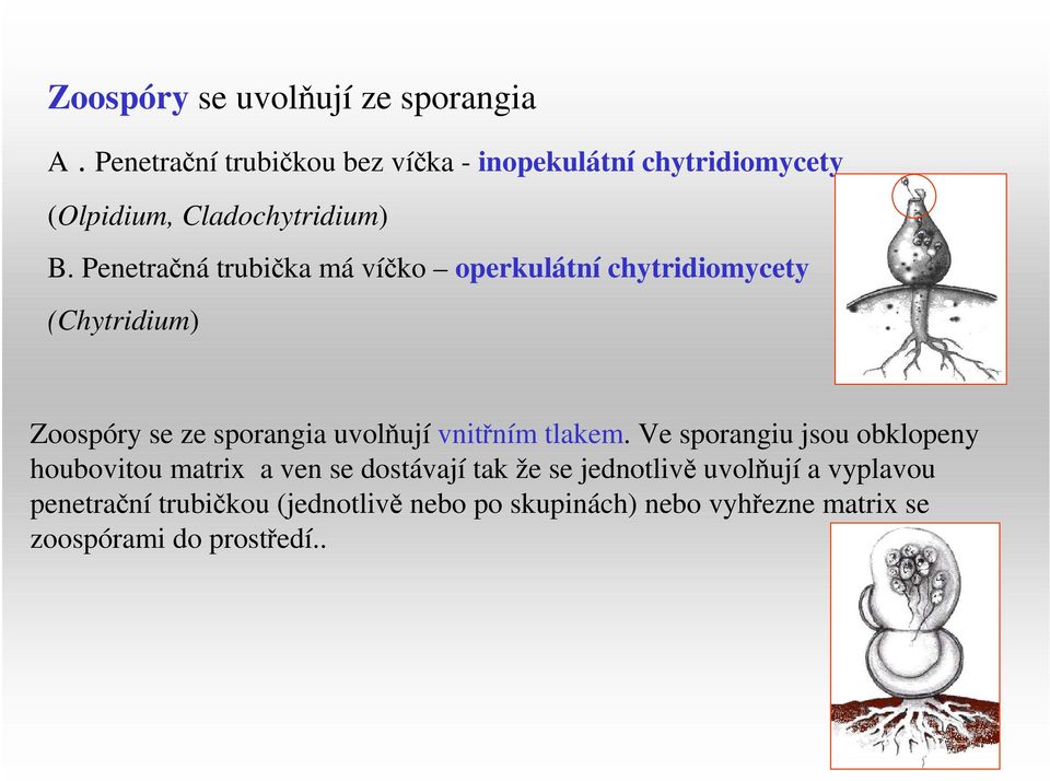 Penetračná trubička má víčko operkulátní chytridiomycety (Chytridium) Zoospóry se ze sporangia uvolňují vnitřním