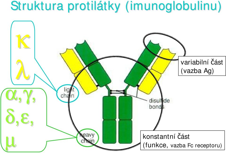 λ α,γ, variabilní ást (vazba Ag)