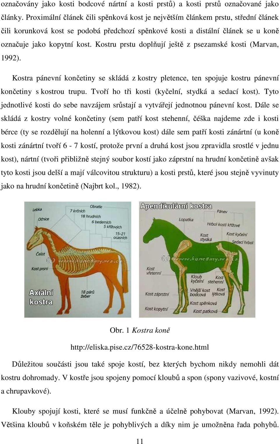 Kostru prstu doplňují ještě z psezamské kosti (Marvan, 1992). Kostra pánevní končetiny se skládá z kostry pletence, ten spojuje kostru pánevní končetiny s kostrou trupu.