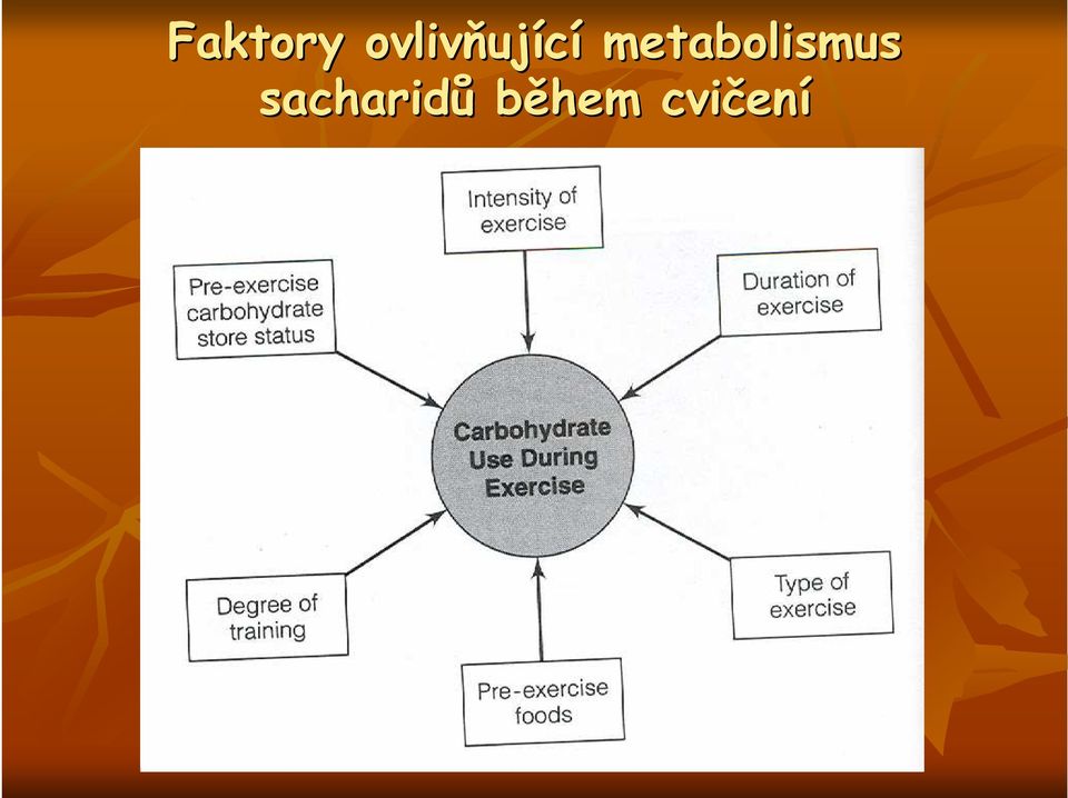 metabolismus