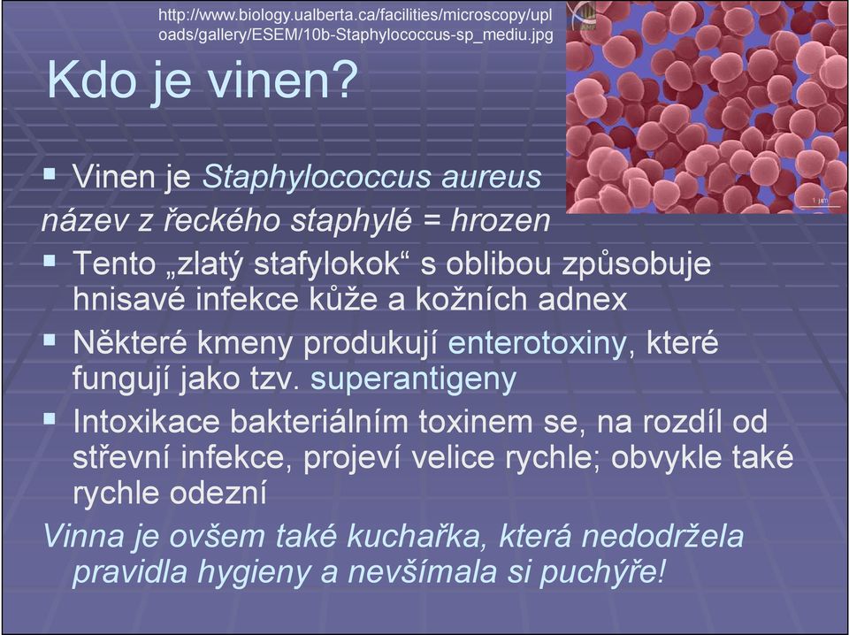 kožních adnex Některé kmeny produkují enterotoxiny, které fungují jako tzv.