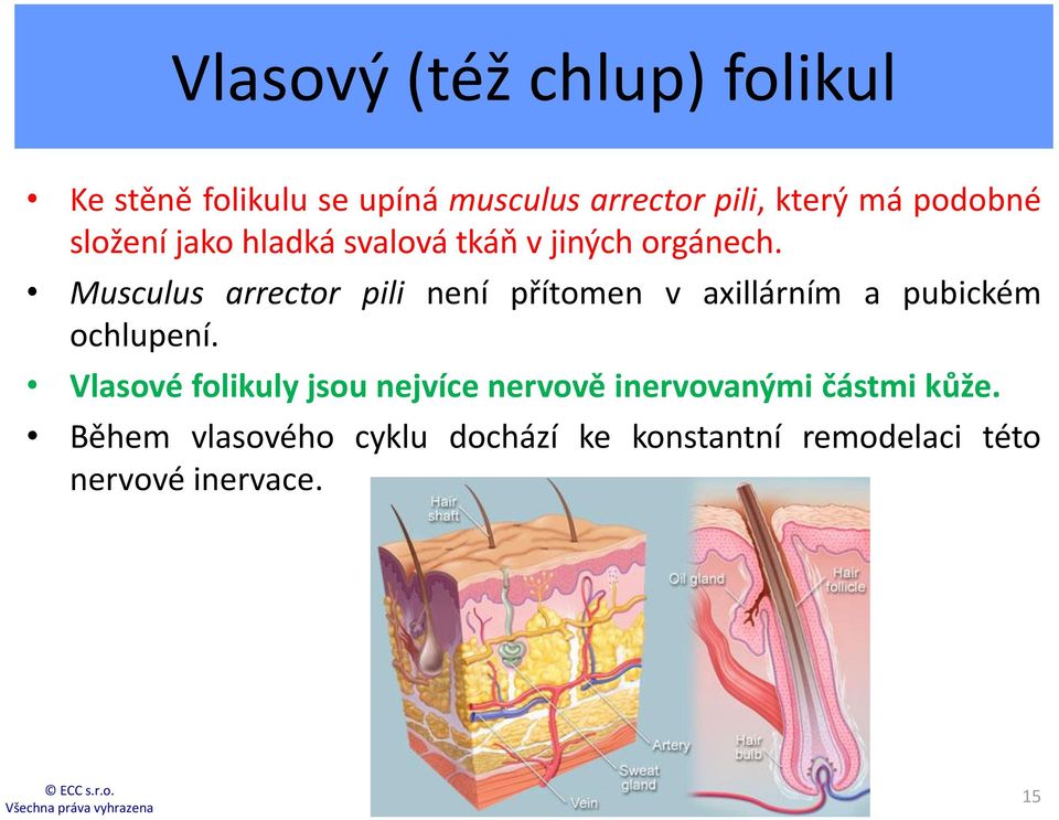 Musculus arrector pili není přítomen v axillárním a pubickém ochlupení.