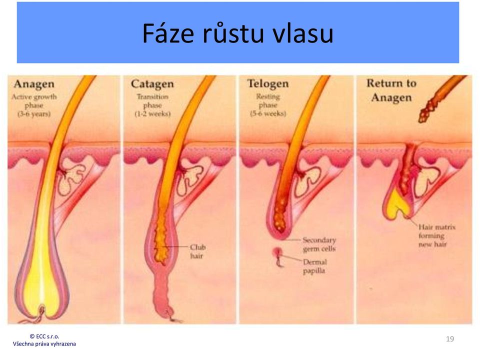 vlasu 19