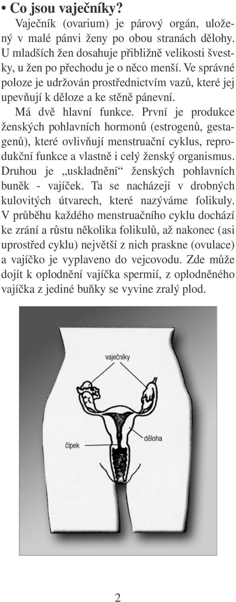 První je produkce ženských pohlavních hormonů (estrogenů, gestagenů), které ovlivňují menstruační cyklus, reprodukční funkce a vlastně i celý ženský organismus.