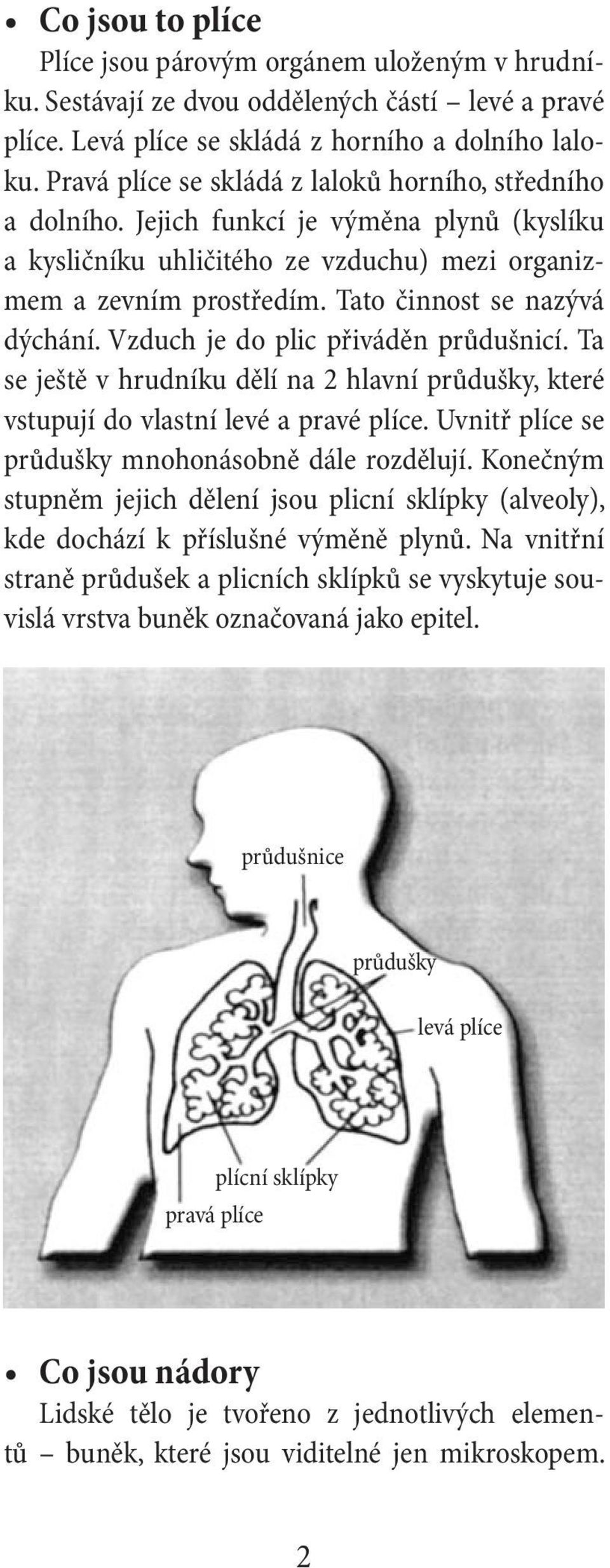 Tato činnost se nazývá dýchání. Vzduch je do plic přiváděn průdušnicí. Ta se ještě v hrudníku dělí na 2 hlavní průdušky, které vstupují do vlastní levé a pravé plíce.