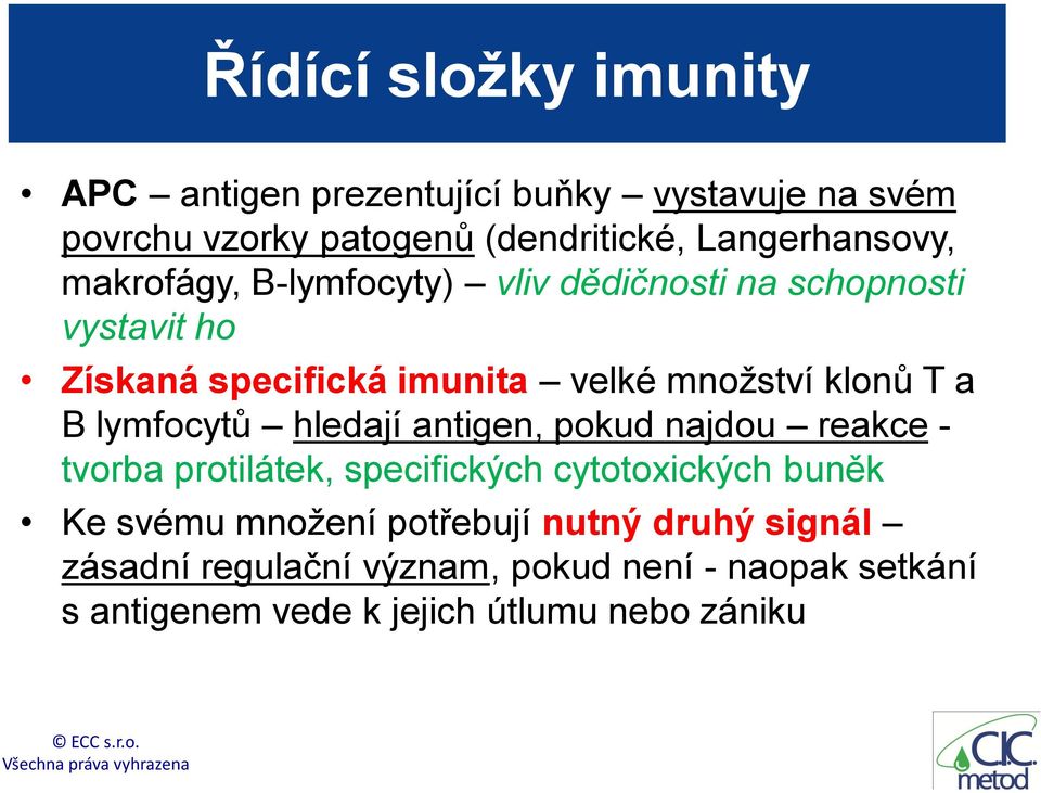 klonů T a B lymfocytů hledají antigen, pokud najdou reakce - tvorba protilátek, specifických cytotoxických buněk Ke svému