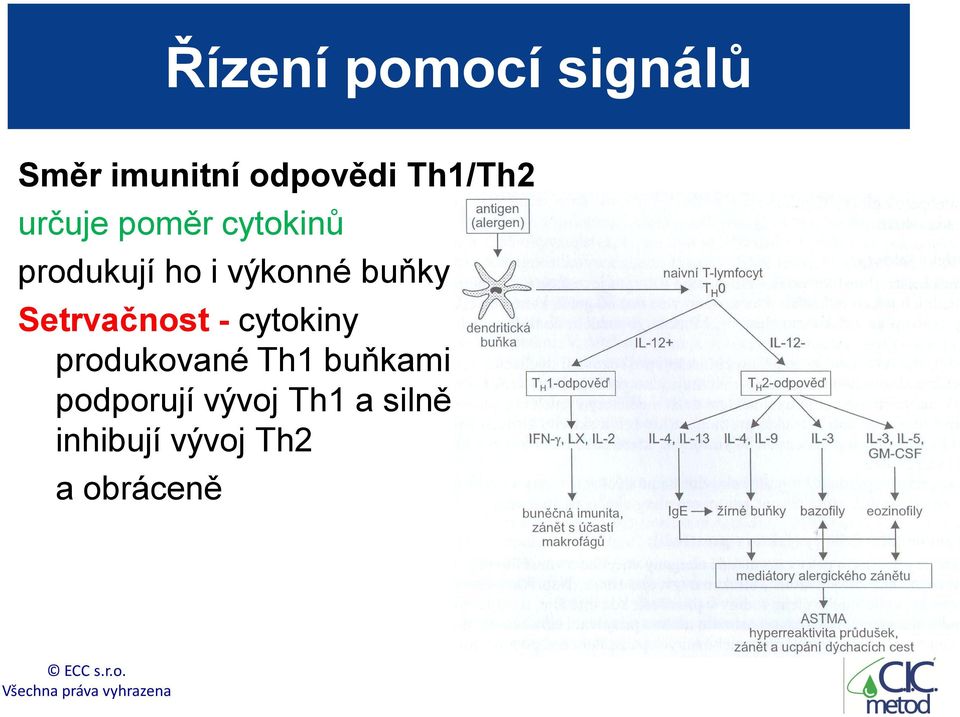 Setrvačnost - cytokiny produkované Th1 buňkami dále