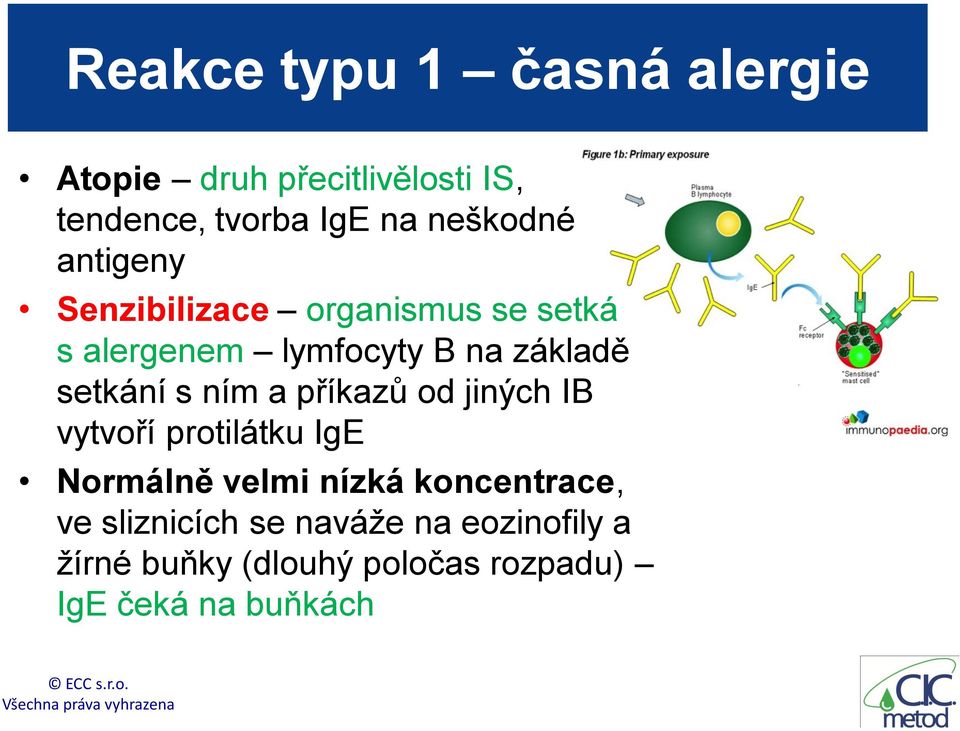 setkání s ním a příkazů od jiných IB vytvoří protilátku IgE Normálně velmi nízká