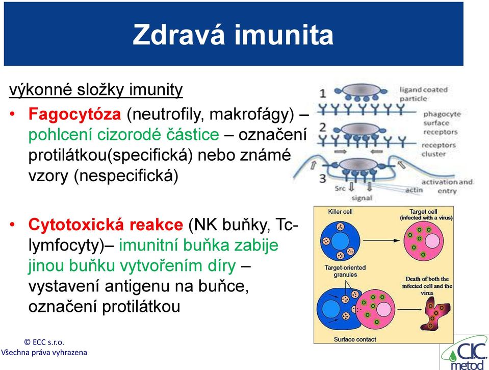 (nespecifická) Cytotoxická reakce (NK buňky, Tclymfocyty) imunitní buňka