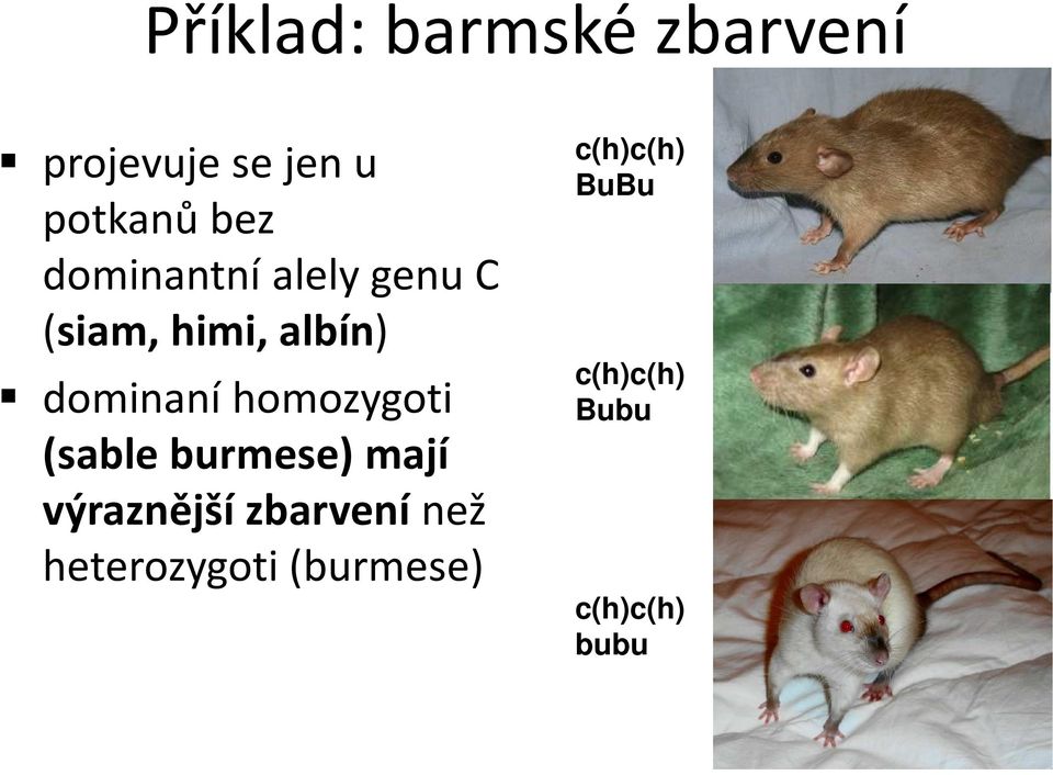 homozygoti (sable burmese) mají výraznější zbarvenínež