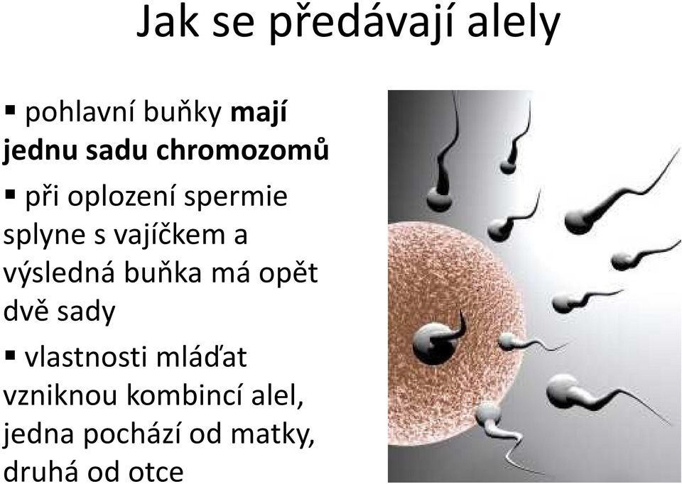 výsledná buňka má opět dvě sady vlastnosti mláďat