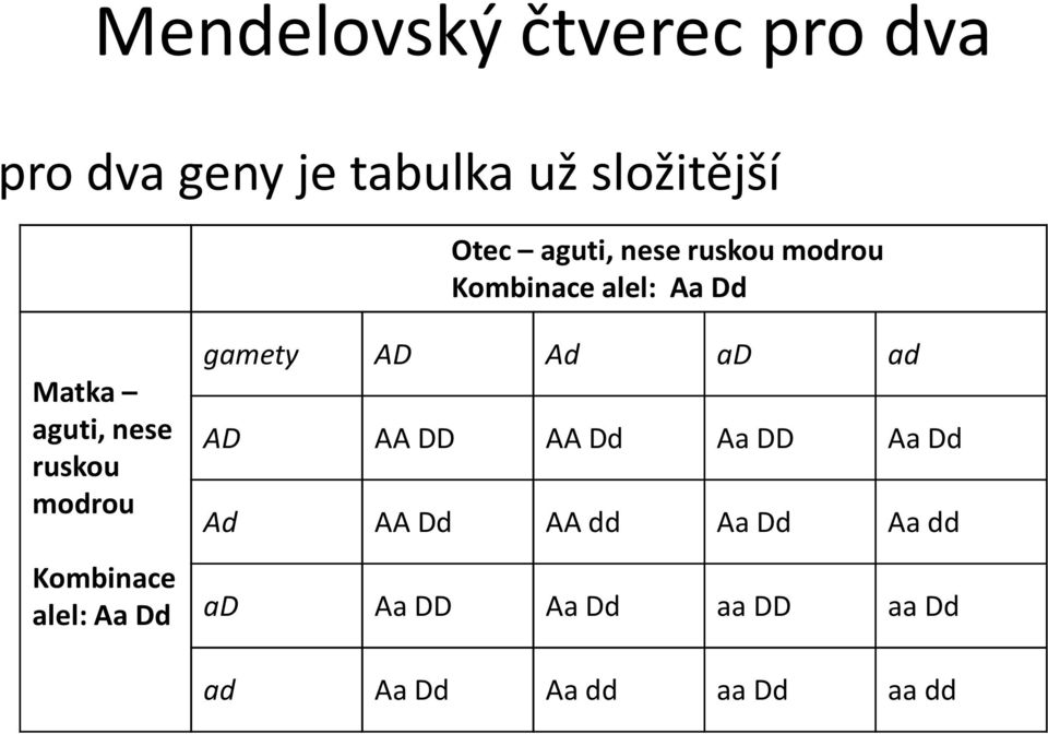 ruskou modrou Kombinace alel: AaDd gamety AD Ad ad ad AD AA DD AA Dd