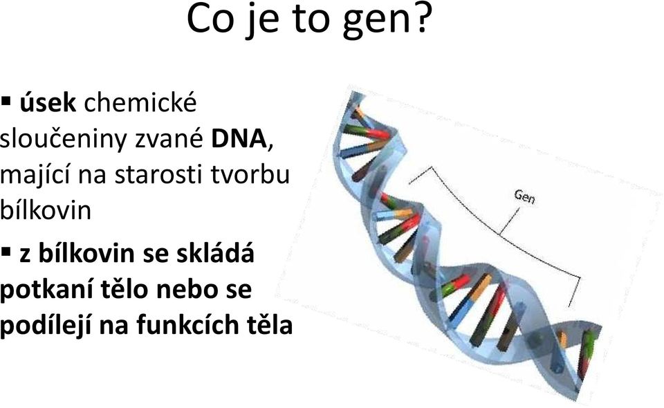 mající na starosti tvorbu bílkovin z