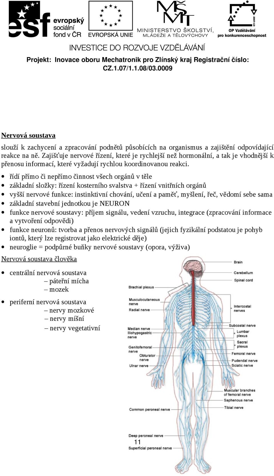 řídí přímo či nepřímo činnost všech orgánů v těle základní složky: řízení kosterního svalstva + řízení vnitřních orgánů vyšší nervové funkce: instinktivní chování, učení a paměť, myšlení, řeč, vědomí