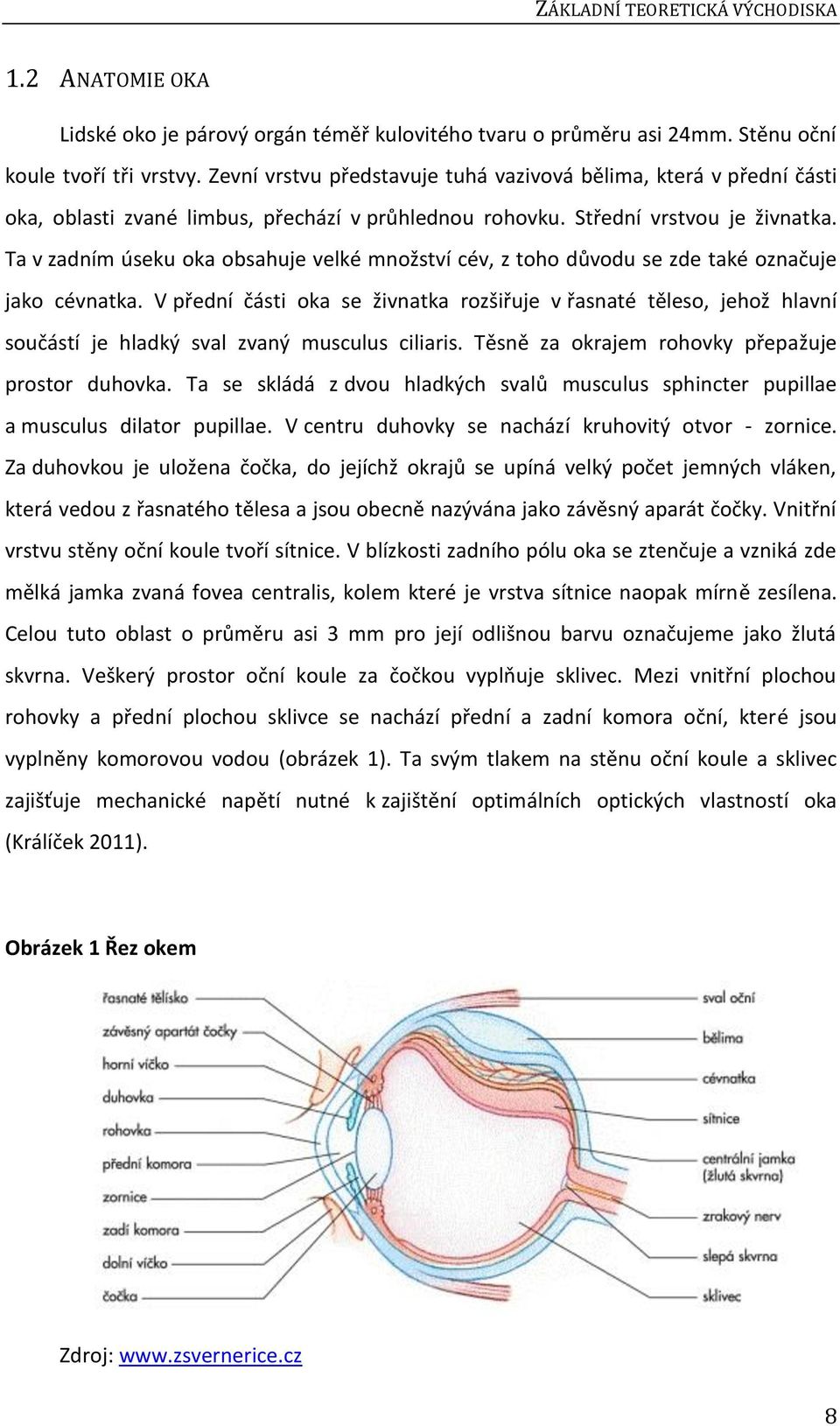 Ta v zadním úseku oka obsahuje velké množství cév, z toho důvodu se zde také označuje jako cévnatka.