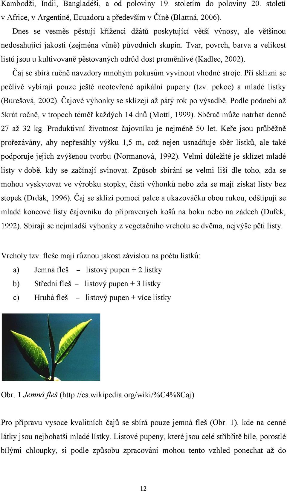 Tvar, povrch, barva a velikost listů jsou u kultivovaně pěstovaných odrůd dost proměnlivé (Kadlec, 2002). Čaj se sbírá ručně navzdory mnohým pokusům vyvinout vhodné stroje.