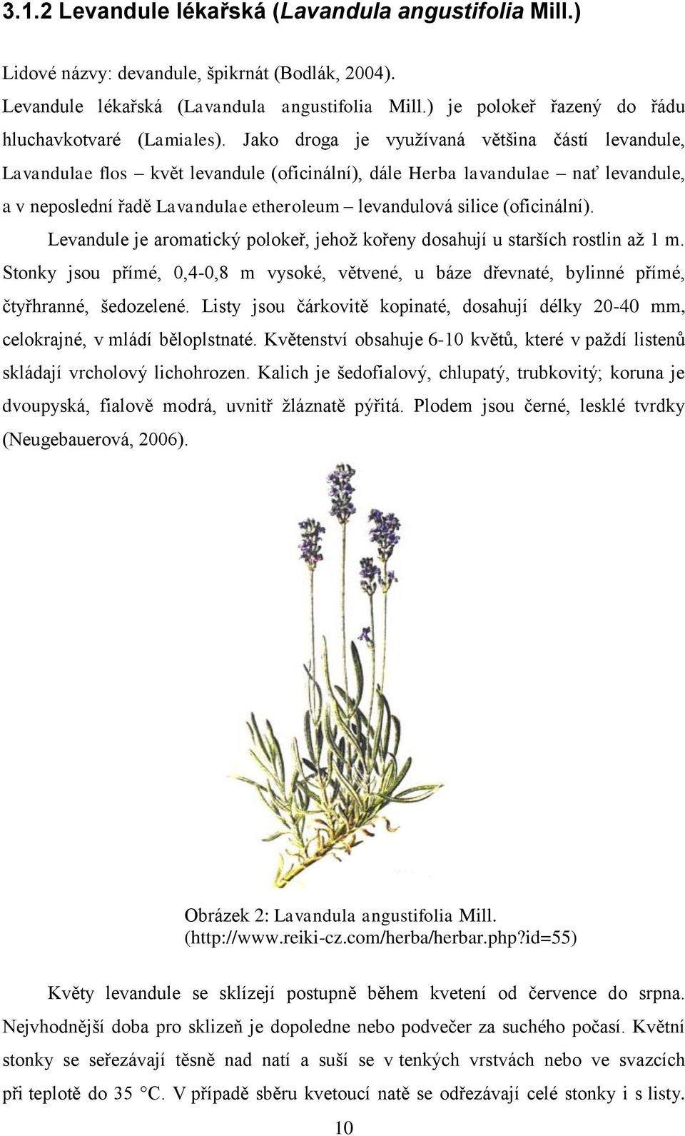(oficinální). Levandule je aromatický polokeř, jehož kořeny dosahují u starších rostlin až 1 m. Stonky jsou přímé, 0,4-0,8 m vysoké, větvené, u báze dřevnaté, bylinné přímé, čtyřhranné, šedozelené.
