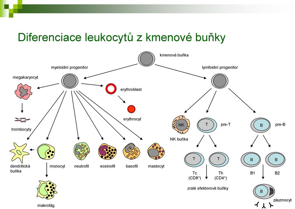 pre-t B pre-b NK buňka dendritická buňka monocyt neutrofil eosinofil basofil