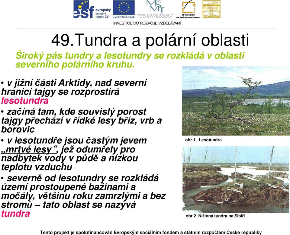 lesy bříz, vrb a borovic v lesotundře jsou častým jevem mrtvé lesy, jež odumřely pro nadbytek vody v půdě a nízkou teplotu vzduchu