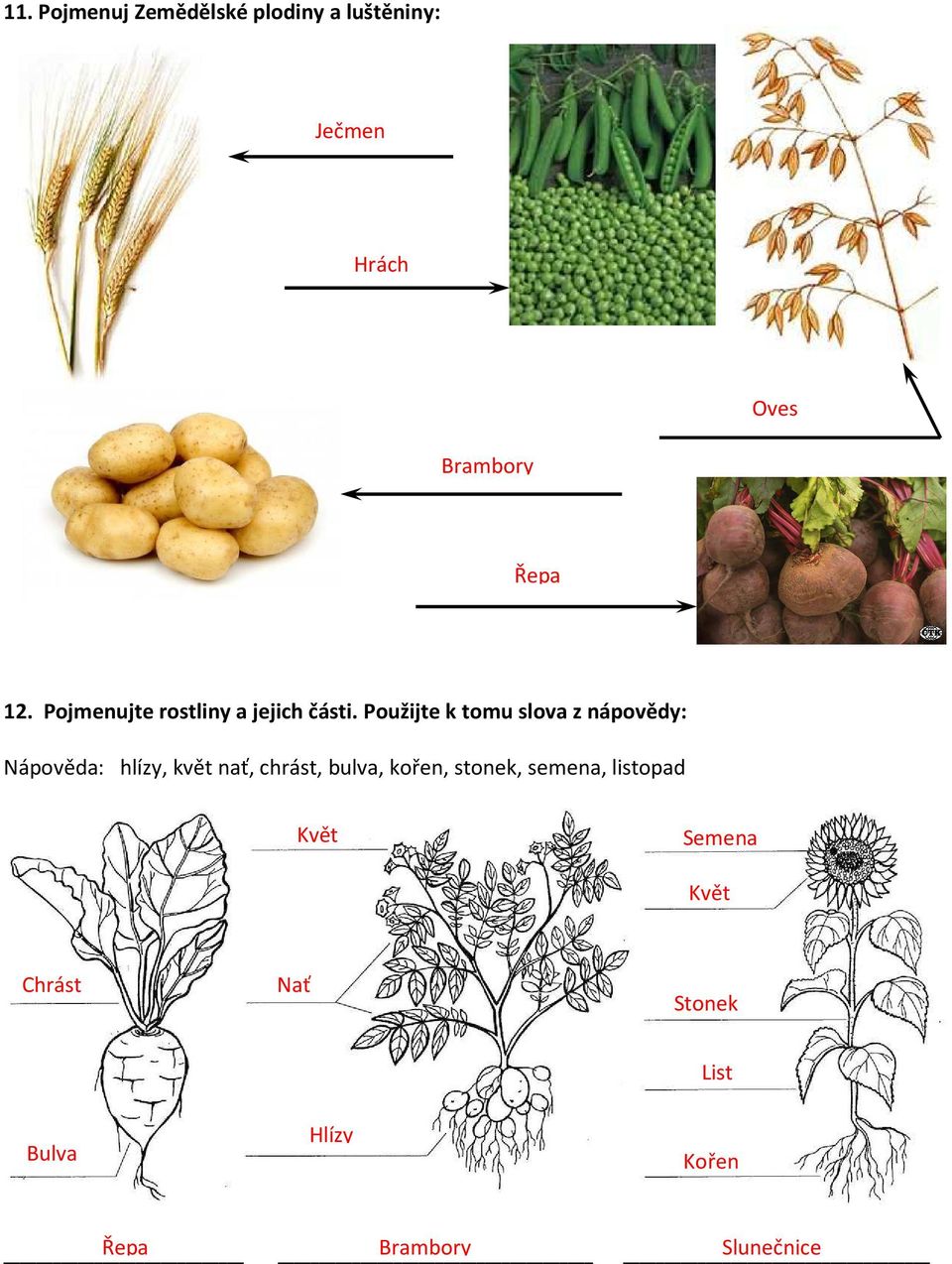 Použijte k tomu slova z nápovědy: Nápověda: hlízy, květ nať, chrást, bulva,