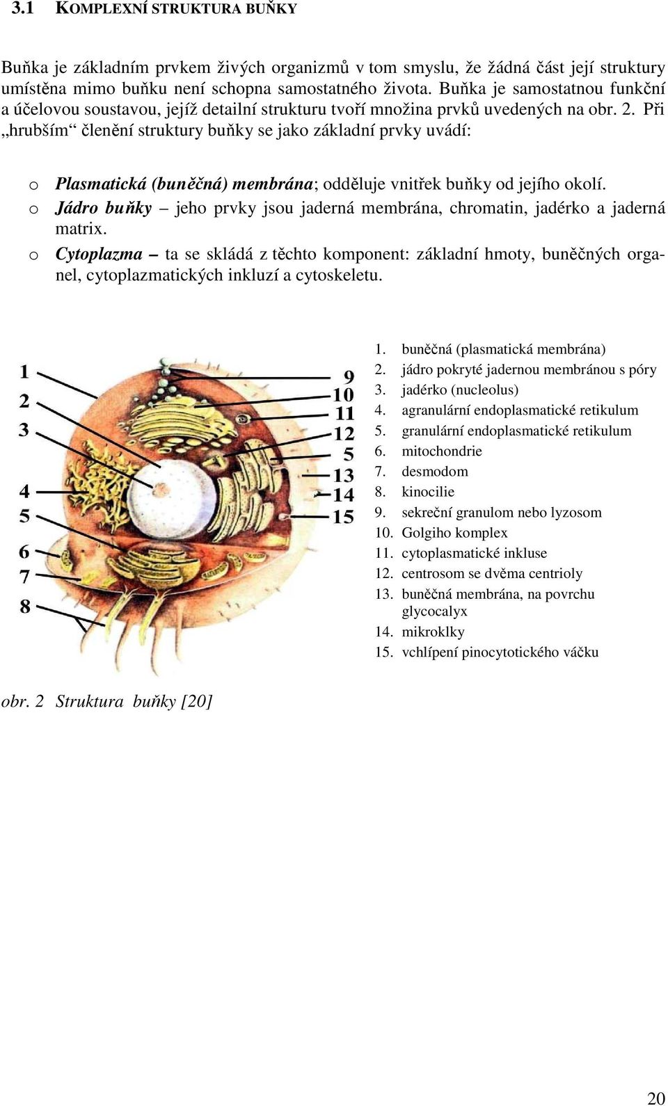 Při hrubším členění struktury buňky se jako základní prvky uvádí: o Plasmatická (buněčná) membrána; odděluje vnitřek buňky od jejího okolí.