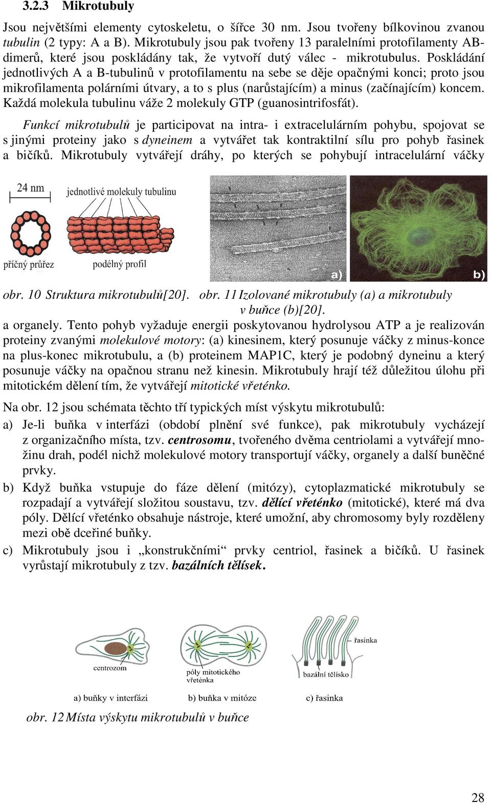 Poskládání jednotlivých A a B-tubulinů v protofilamentu na sebe se děje opačnými konci; proto jsou mikrofilamenta polárními útvary, a to s plus (narůstajícím) a minus (začínajícím) koncem.