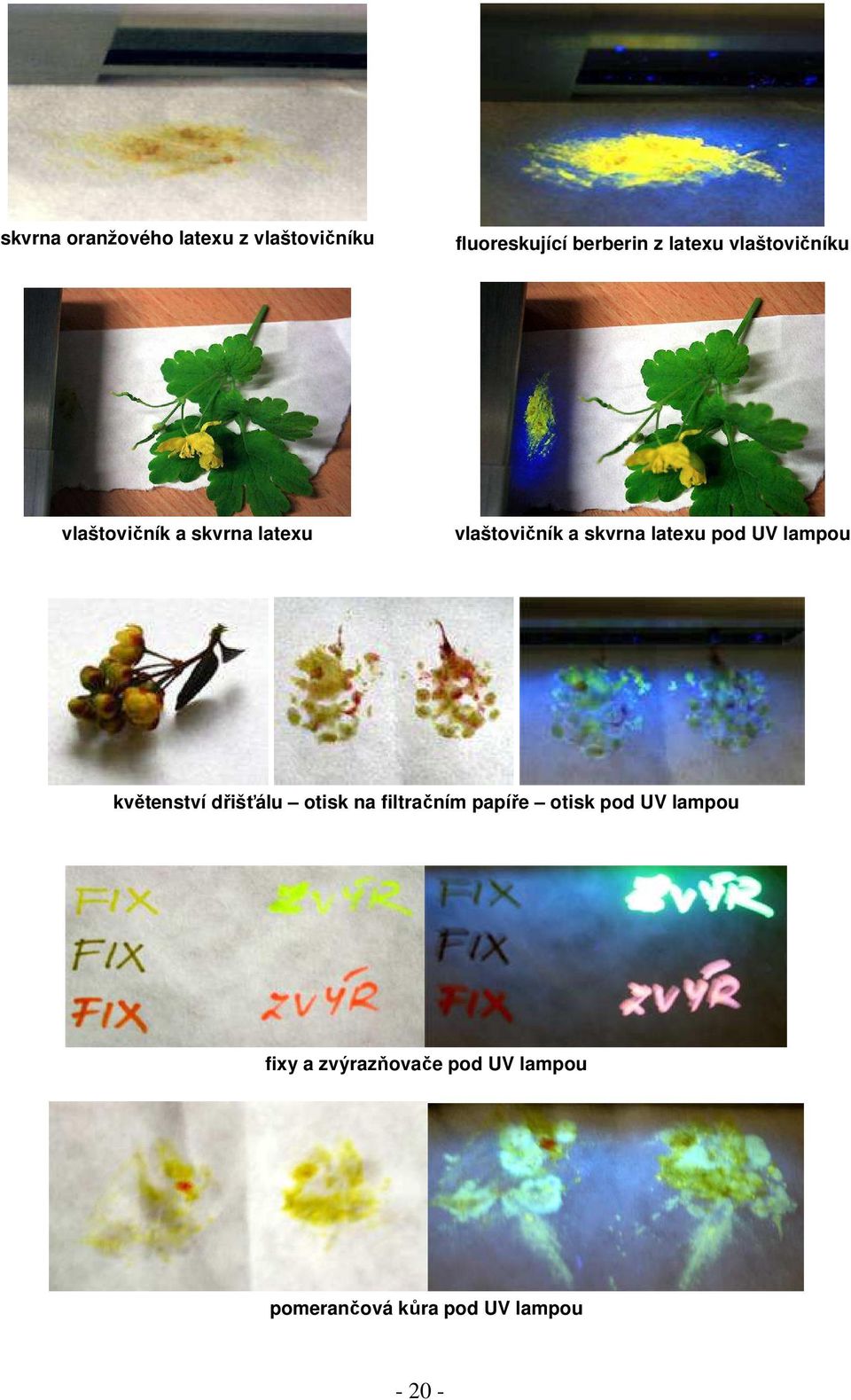 pod UV lampou květenství dřišťálu otisk na filtračním papíře otisk pod UV