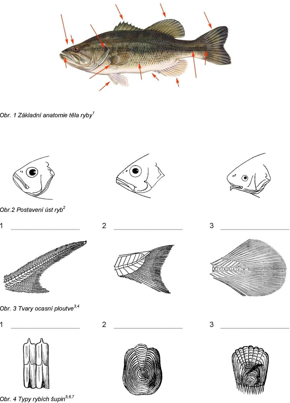 2 Postavení úst ryb 2 1 2 3 Obr.
