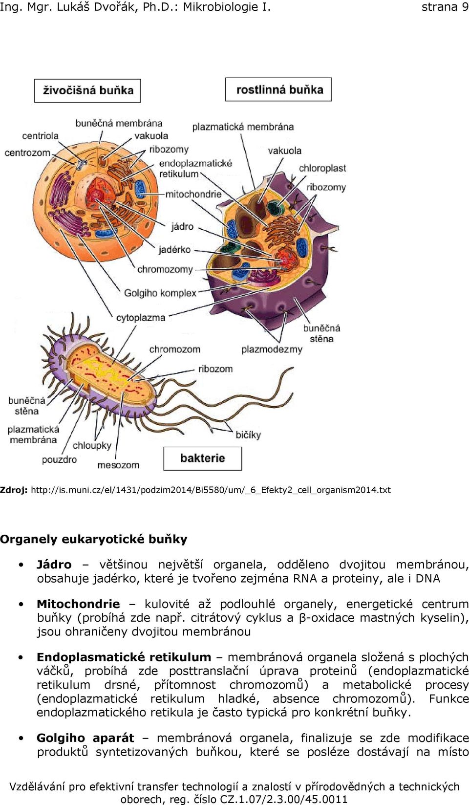 organely, energetické centrum buňky (probíhá zde např.