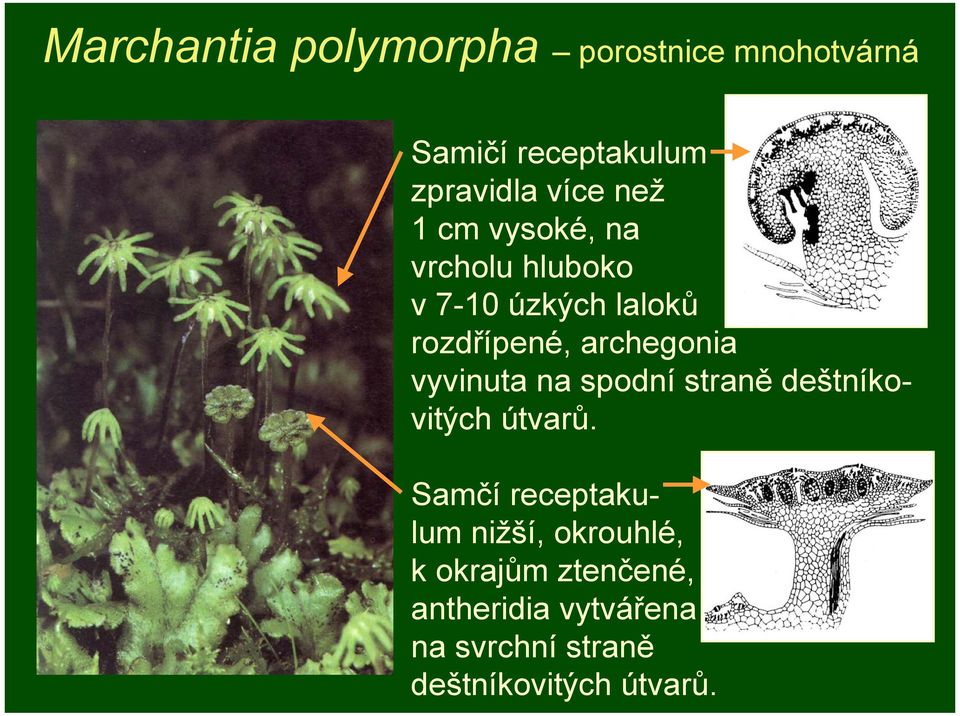 vyvinuta na spodní straně deštníkovitých útvarů.