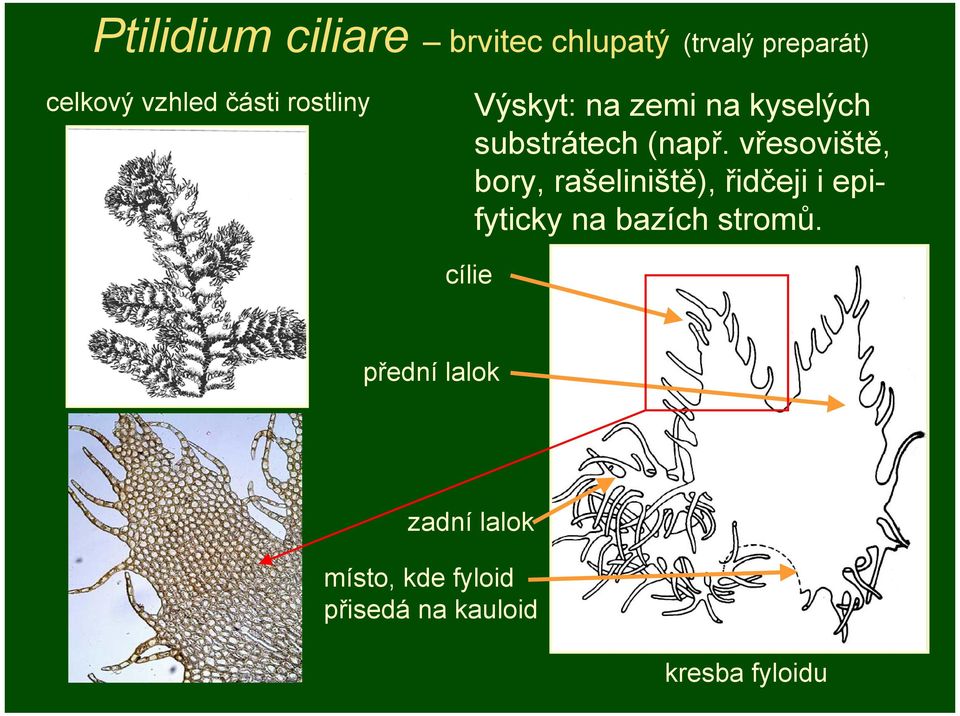 vřesoviště, bory, rašeliniště), řidčeji i epifyticky na bazích stromů.