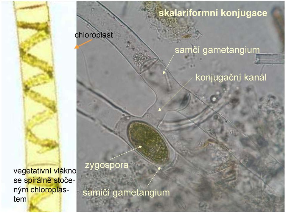 gametangium stočeným chloroplastem - anizogamická skalariformní konjugační (= kanál žebříčkovitá) konjugace (příklad u zobrazeného