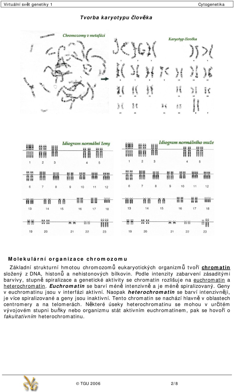 Euchromatin se barví méně intenzivně a je méně spiralizovaný. Geny v euchromatinu jsou v interfázi aktivní.