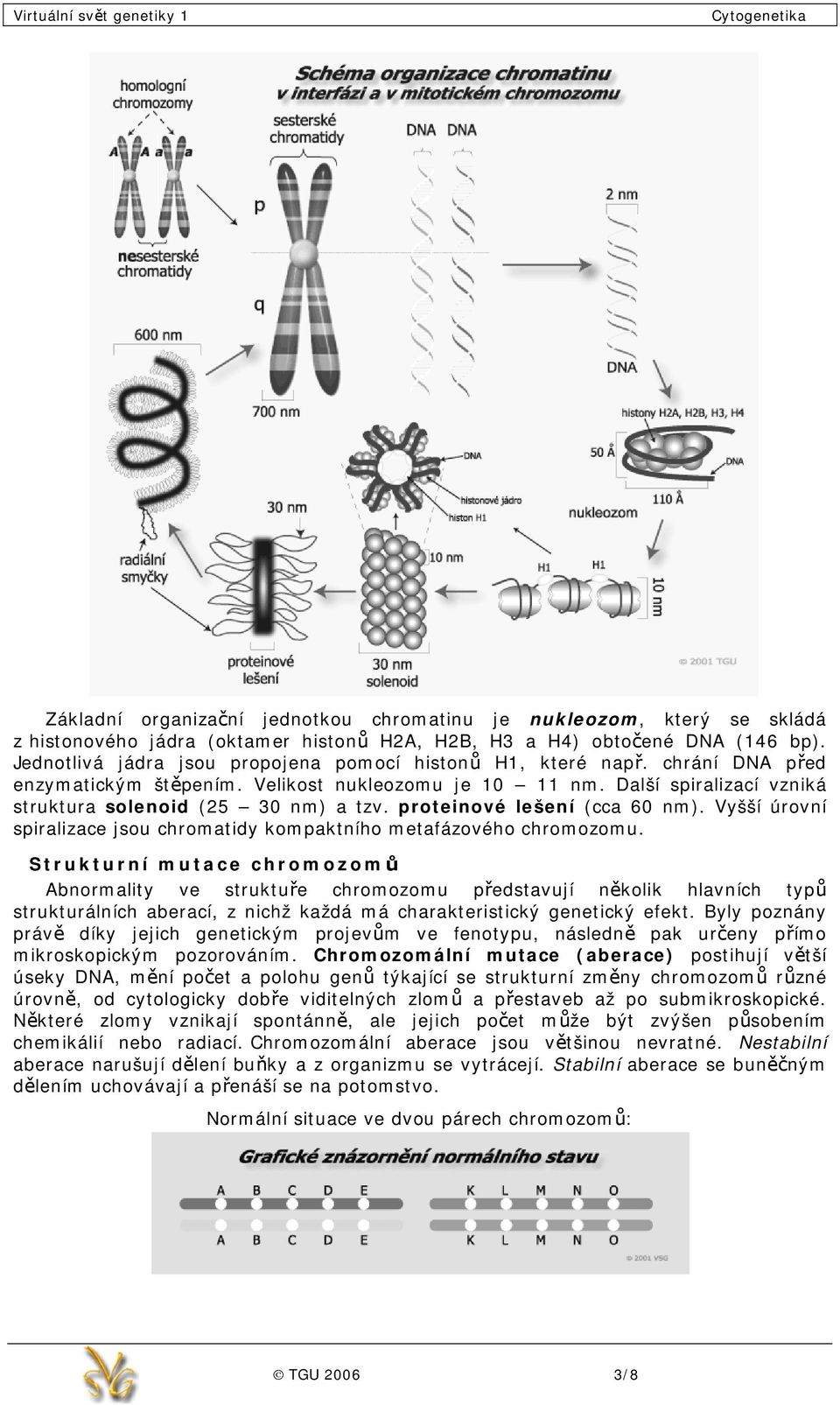 proteinové lešení (cca 60 nm). Vyšší úrovní spiralizace jsou chromatidy kompaktního metafázového chromozomu.