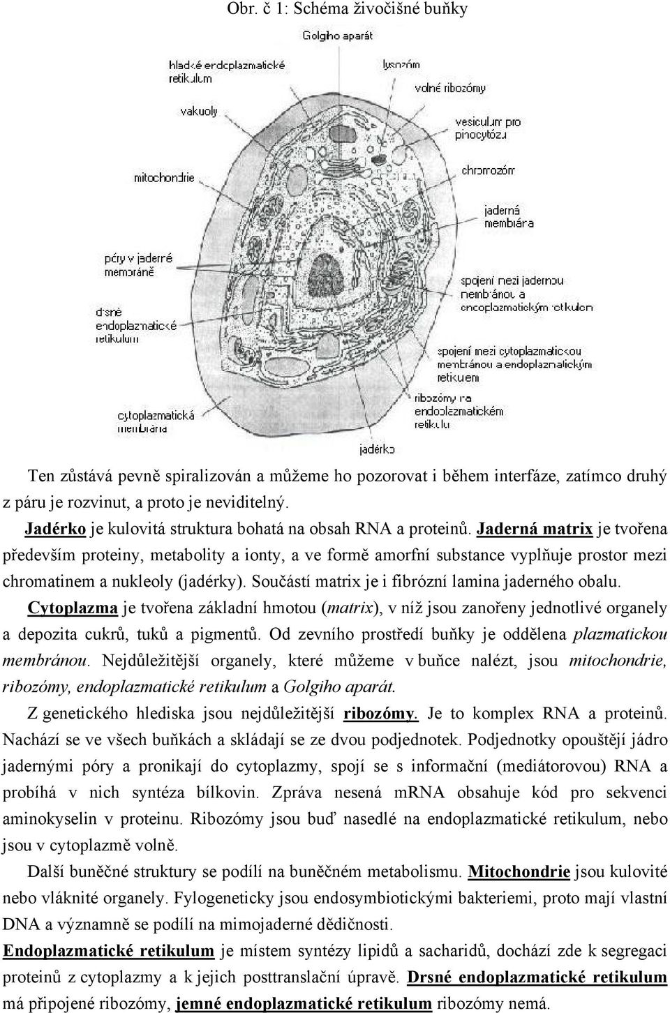 Jaderná matrix je tvořena především proteiny, metabolity a ionty, a ve formě amorfní substance vyplňuje prostor mezi chromatinem a nukleoly (jadérky).
