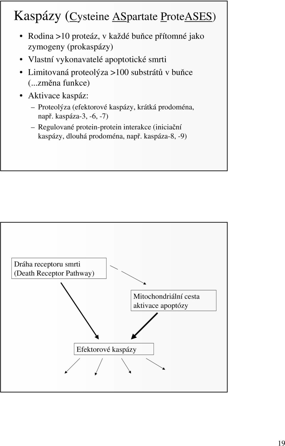..změna funkce) Aktivace kaspáz: Proteolýza (efektorové kaspázy, krátká prodoména, např.