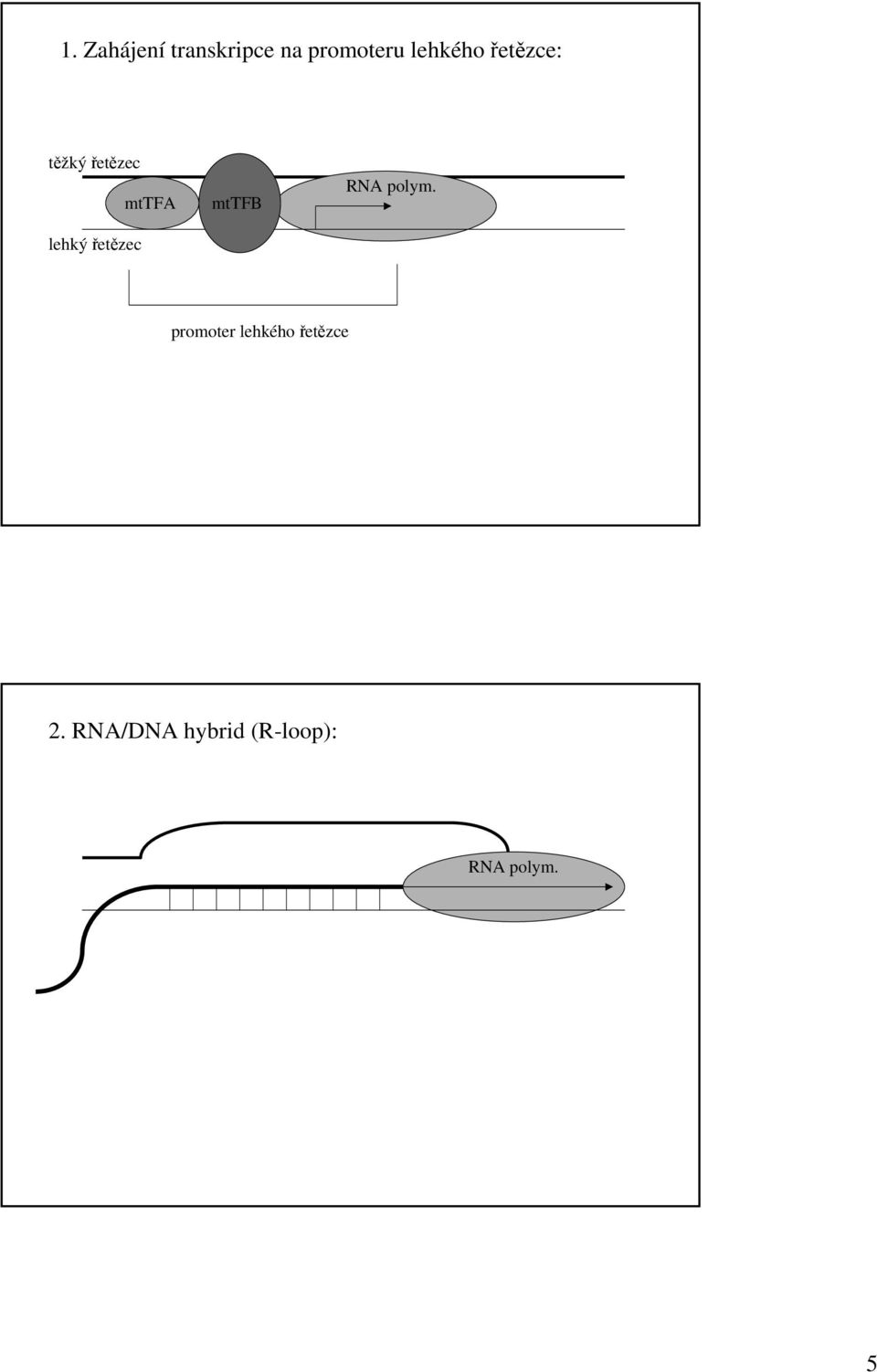 řetězec mttfa mttfb RNA polym.