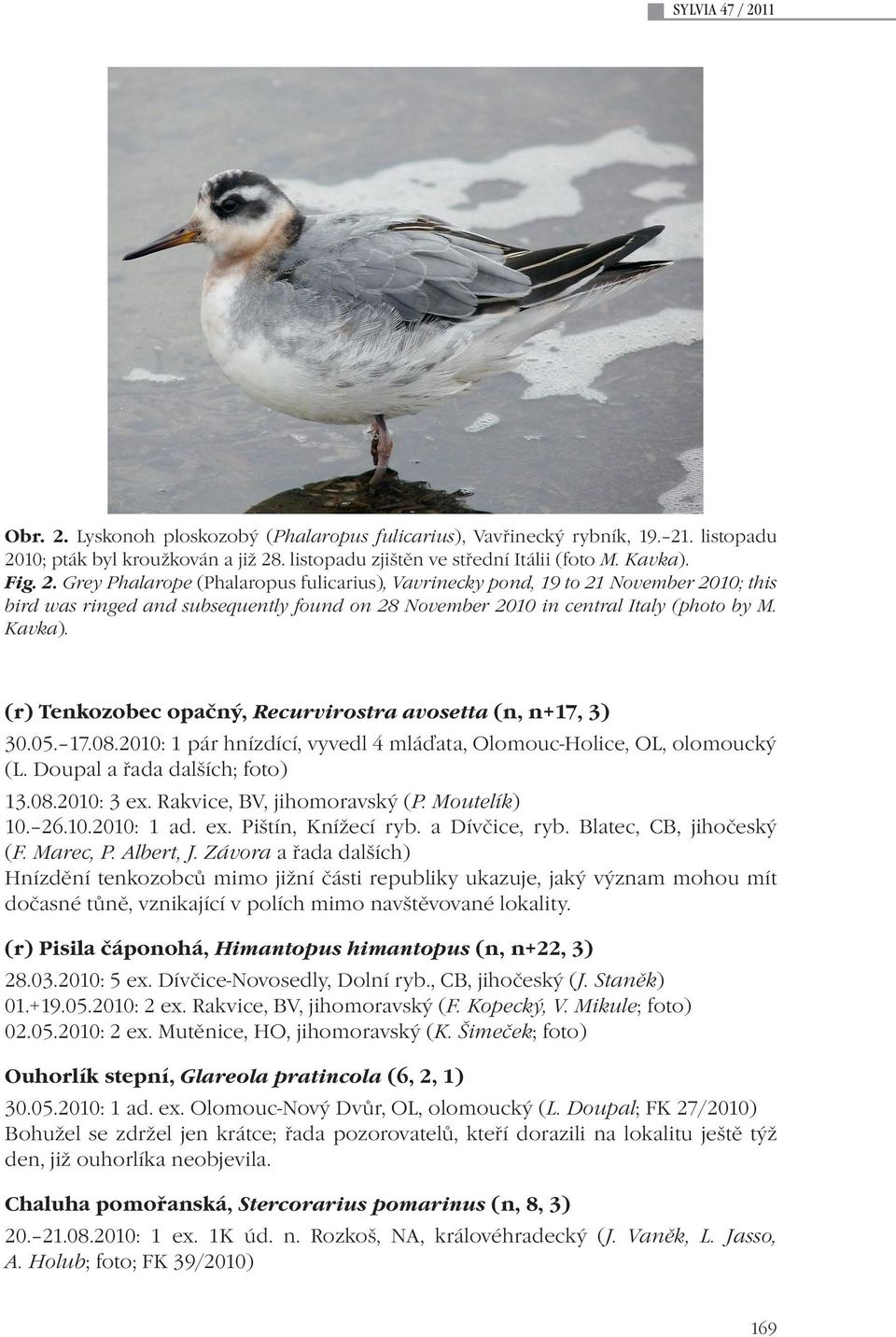 (r) Tenkozobec opačný, Recurvirostra avosetta (n, n+17, 3) 30.05. 17.08.2010: 1 pár hnízdící, vyvedl 4 mláďata, Olomouc-Holice, OL, olomoucký (L. Doupal a řada dalších; foto) 13.08.2010: 3 ex.
