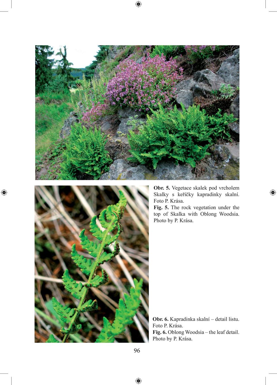 The rock vegetation under the top of Skalka with Oblong Woodsia.